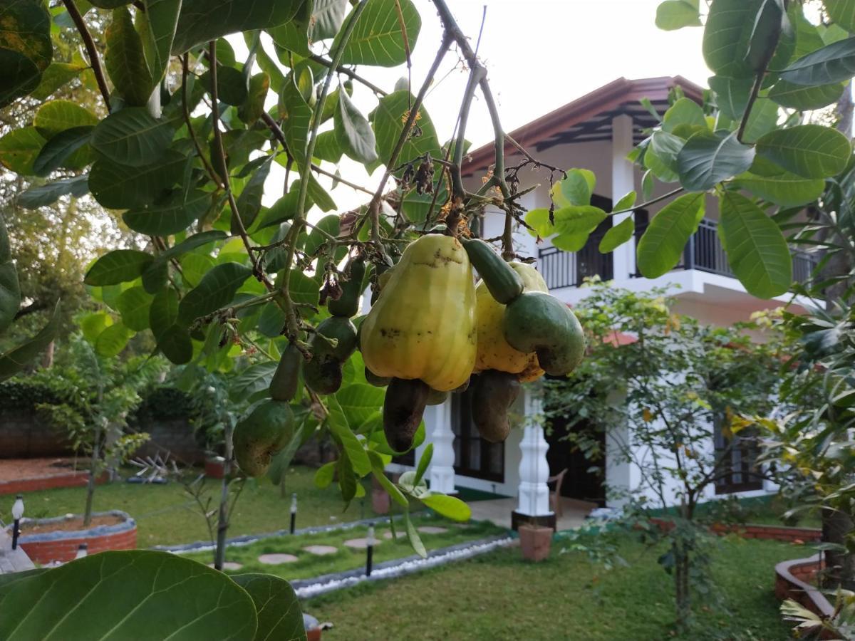 Hotel Sigiriya Cashew P R Daganapothaha Exterior foto
